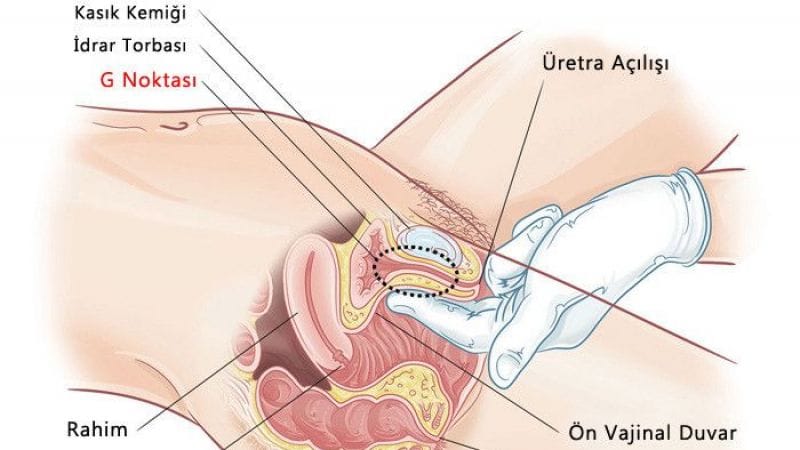 G noktası kadının zevk noktasıdır , Bilim insanlarının cevapları bursa escort sitenmizde